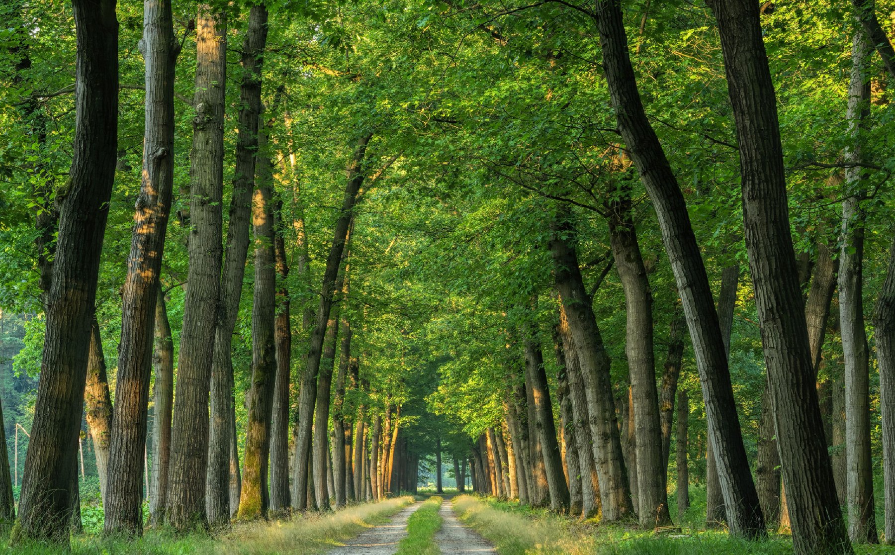 Dense avenue of planted trees forming a green corridor