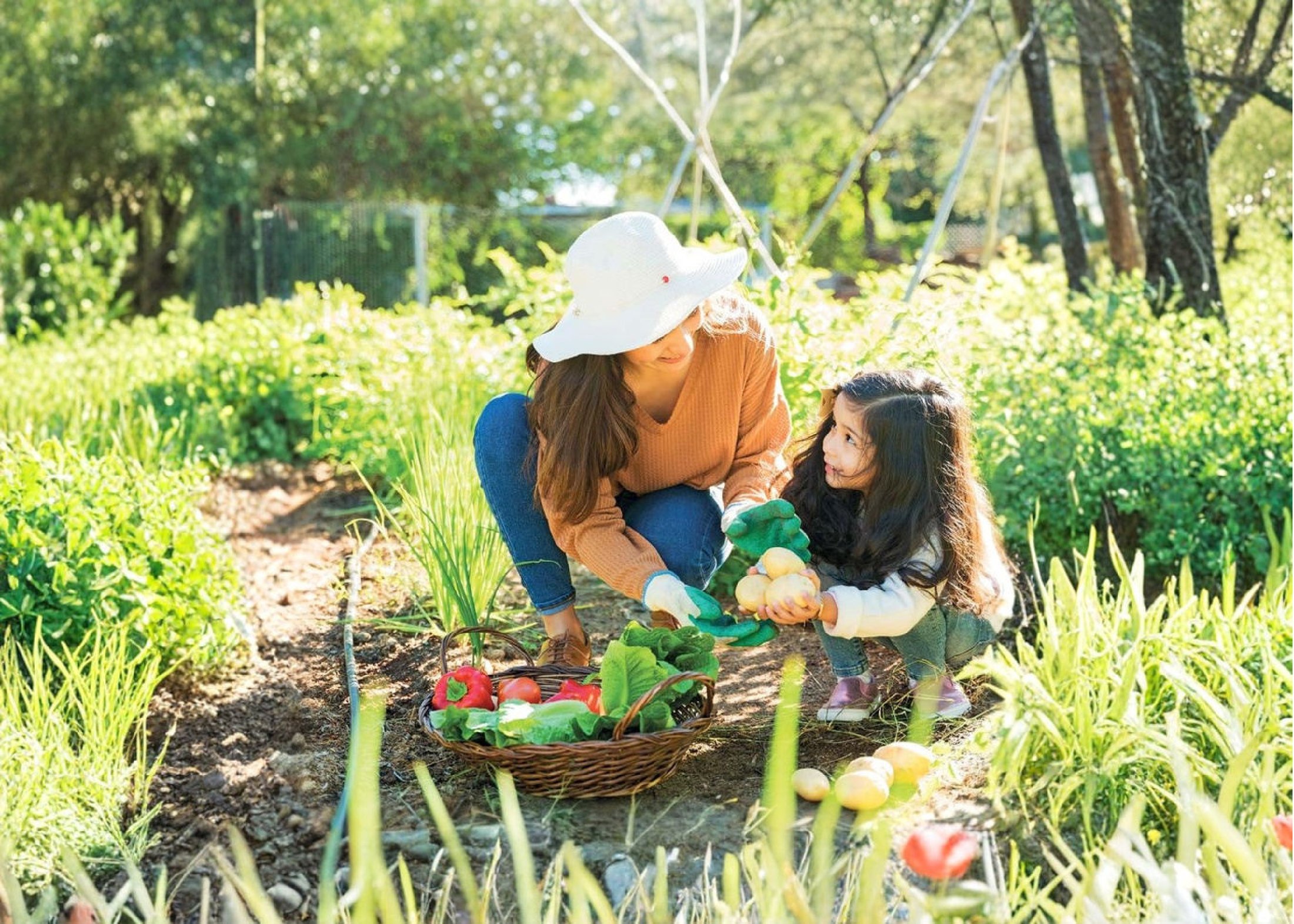 Resident harvesting vegetables in the community organic garden